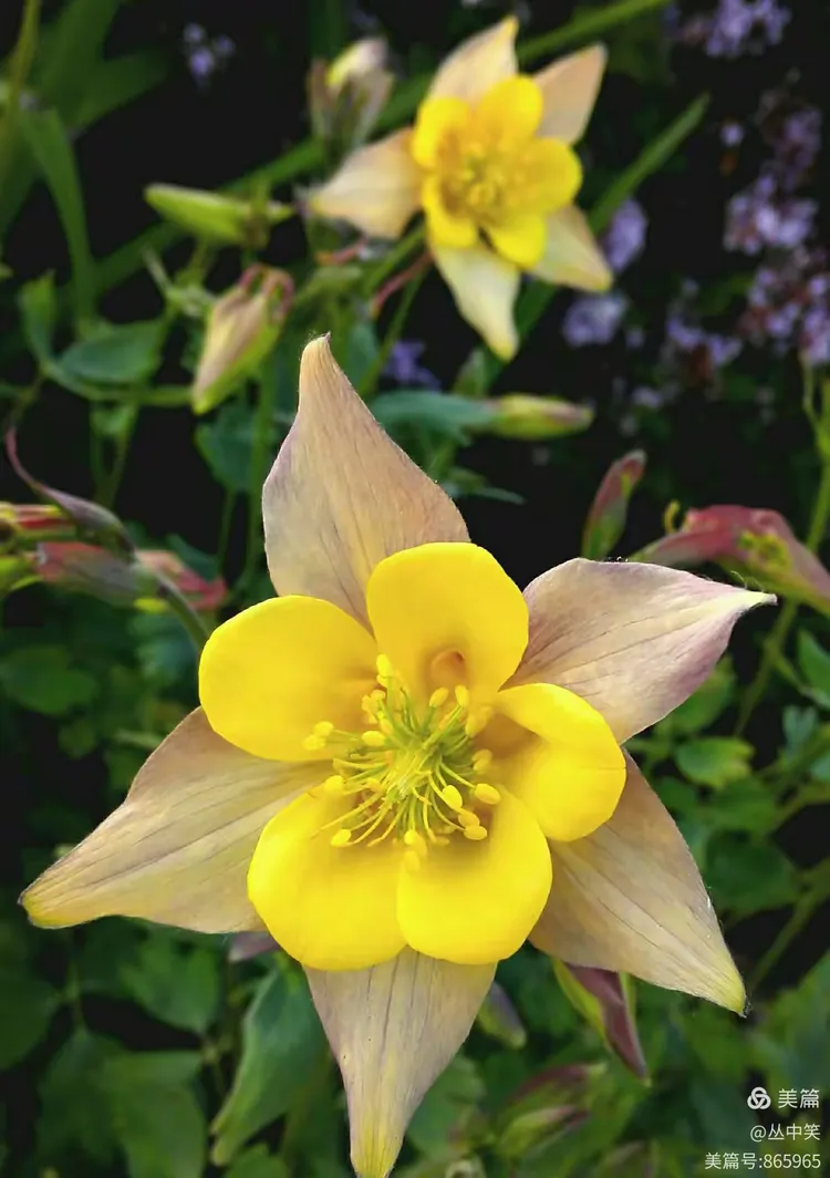 你一定猜出了这是苹果花吧!